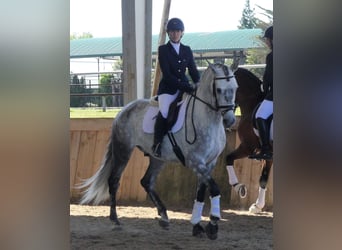 Lusitanos Mestizo, Caballo castrado, 10 años, 169 cm, Tordo