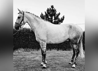 Lusitanos Mestizo, Caballo castrado, 10 años, 169 cm, Tordo