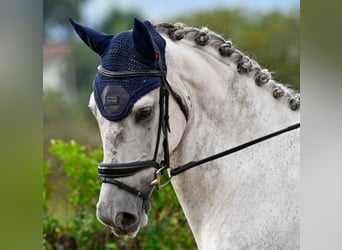 Lusitanos Mestizo, Caballo castrado, 10 años, 169 cm, Tordo