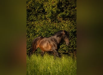 Lusitanos Mestizo, Caballo castrado, 10 años, Castaño