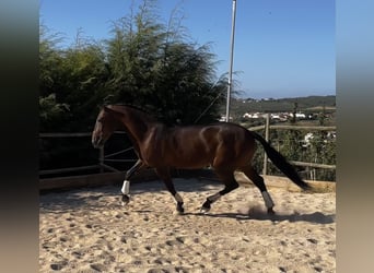 Lusitanos, Caballo castrado, 11 años, 157 cm, Castaño