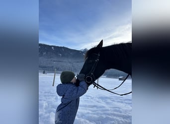 Lusitanos, Caballo castrado, 11 años, 158 cm, Negro