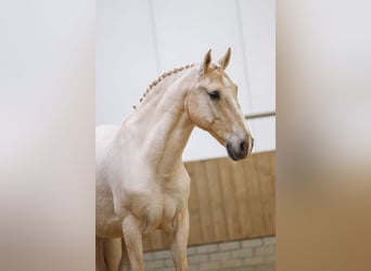 Lusitanos, Caballo castrado, 11 años, 160 cm, Palomino