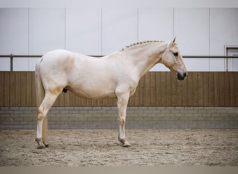 Lusitanos, Caballo castrado, 11 años, 160 cm, Palomino