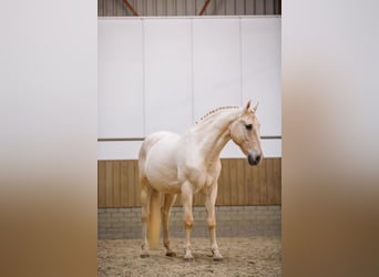 Lusitanos, Caballo castrado, 11 años, 160 cm, Palomino