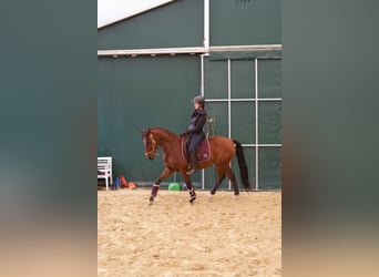 Lusitanos, Caballo castrado, 11 años, 161 cm, Castaño