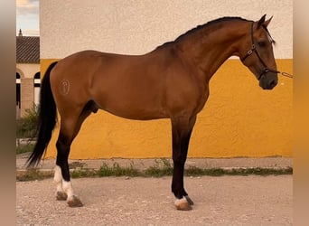 Lusitanos, Caballo castrado, 11 años, 162 cm, Bayo