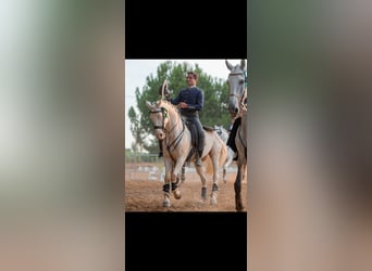 Lusitanos Mestizo, Caballo castrado, 11 años, 162 cm, Cremello
