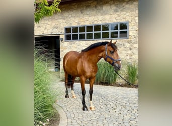 Lusitanos, Caballo castrado, 11 años, 163 cm, Castaño