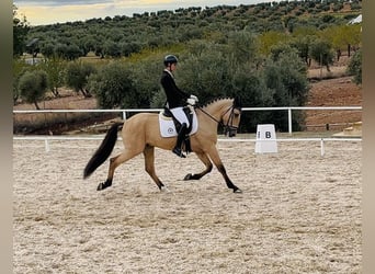 Lusitanos, Caballo castrado, 11 años, 165 cm, Buckskin/Bayo