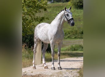 Lusitanos, Caballo castrado, 11 años, 166 cm, Tordo rodado