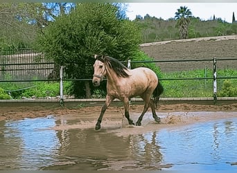 Lusitanos Mestizo, Caballo castrado, 12 años, 152 cm, Bayo
