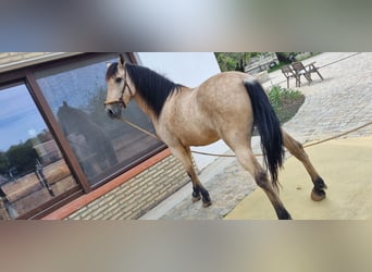 Lusitanos Mestizo, Caballo castrado, 12 años, 152 cm, Bayo