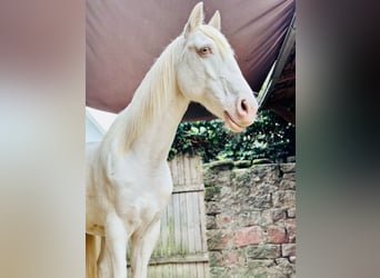 Lusitanos, Caballo castrado, 12 años, 153 cm, Cremello