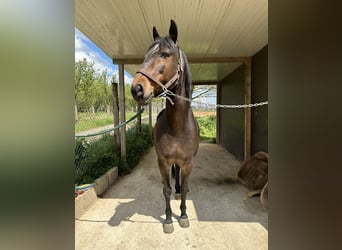 Lusitanos, Caballo castrado, 12 años, 154 cm, Castaño oscuro