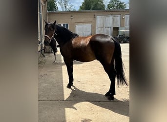 Lusitanos, Caballo castrado, 12 años, 154 cm, Castaño oscuro