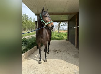 Lusitanos, Caballo castrado, 12 años, 154 cm, Castaño oscuro