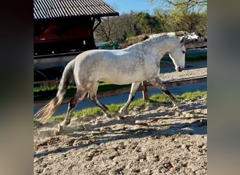 Lusitanos, Caballo castrado, 12 años, 155 cm, Tordo