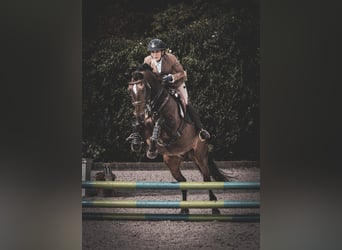 Lusitanos, Caballo castrado, 12 años, 158 cm, Castaño oscuro