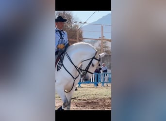 Lusitanos, Caballo castrado, 12 años, 163 cm, Tordo