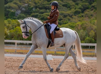 Lusitanos, Caballo castrado, 12 años, 163 cm, Tordo picazo