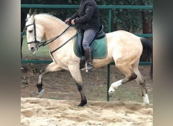 Lusitanos Mestizo, Caballo castrado, 12 años, 165 cm, Buckskin/Bayo