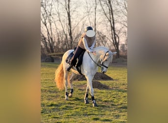 Lusitanos, Caballo castrado, 12 años, 165 cm, White/Blanco