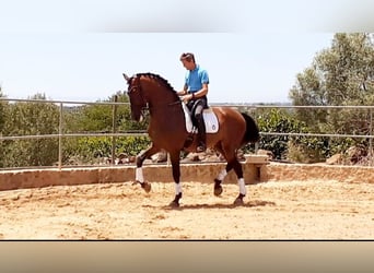 Lusitanos, Caballo castrado, 12 años, 171 cm, Castaño