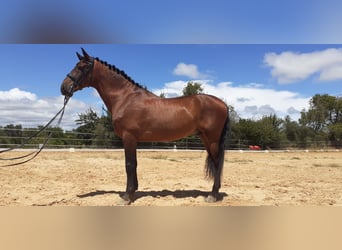 Lusitanos, Caballo castrado, 12 años, 171 cm, Castaño