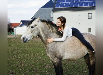 Lusitanos, Caballo castrado, 12 años, Tordo ruano