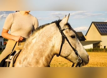 Lusitanos, Caballo castrado, 12 años, Tordo ruano