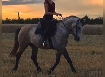 Lusitanos, Caballo castrado, 12 años, Tordo ruano