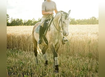 Lusitanos, Caballo castrado, 12 años, Tordo ruano