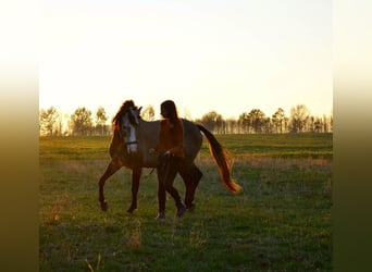 Lusitanos, Caballo castrado, 12 años, Tordo ruano