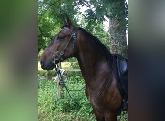 Lusitanos, Caballo castrado, 13 años, 154 cm, Castaño oscuro