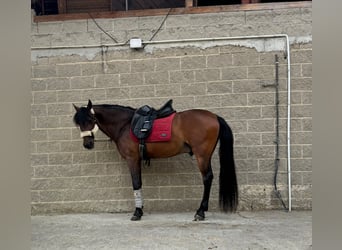 Lusitanos, Caballo castrado, 13 años, 155 cm, Castaño