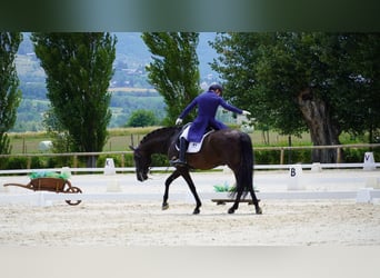 Lusitanos, Caballo castrado, 13 años, 161 cm, Negro