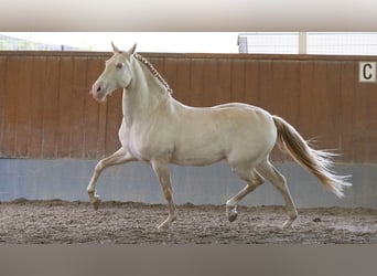 Lusitanos, Caballo castrado, 13 años, 162 cm, Perlino