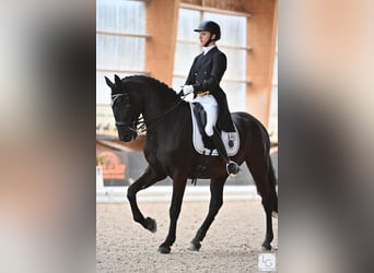 Lusitanos, Caballo castrado, 13 años, 163 cm