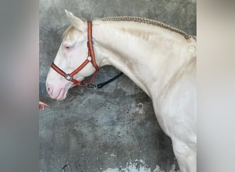 Lusitanos Mestizo, Caballo castrado, 13 años, 163 cm, Perlino