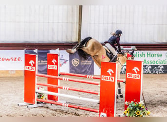 Lusitanos, Caballo castrado, 13 años, 164 cm, Bayo