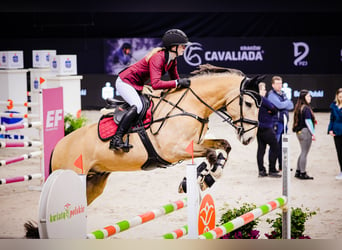 Lusitanos, Caballo castrado, 13 años, 164 cm, Bayo