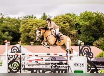 Lusitanos, Caballo castrado, 13 años, 164 cm, Bayo