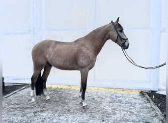 Lusitanos, Caballo castrado, 13 años, 164 cm, Bayo