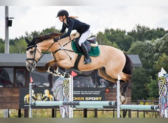 Lusitanos, Caballo castrado, 13 años, 164 cm, Bayo