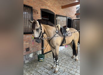 Lusitanos, Caballo castrado, 13 años, 164 cm, Bayo