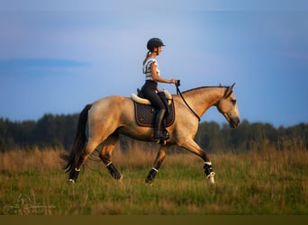 Lusitanos, Caballo castrado, 13 años, 164 cm, Bayo