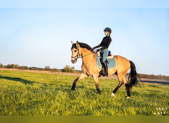 Lusitanos, Caballo castrado, 13 años, 164 cm, Bayo