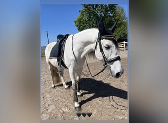 Lusitanos Mestizo, Caballo castrado, 13 años, 165 cm, Tordo