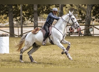 Lusitanos Mestizo, Caballo castrado, 13 años, 165 cm, Tordo